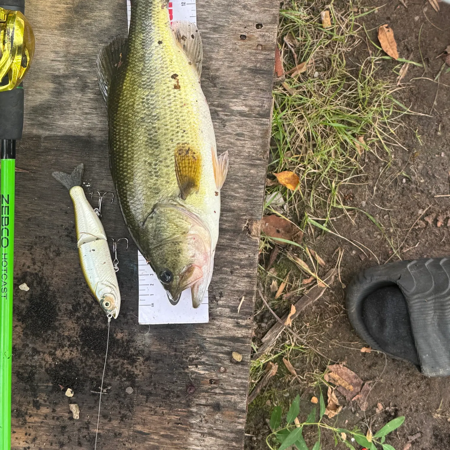 Largemouth bass caught on Fishbrain