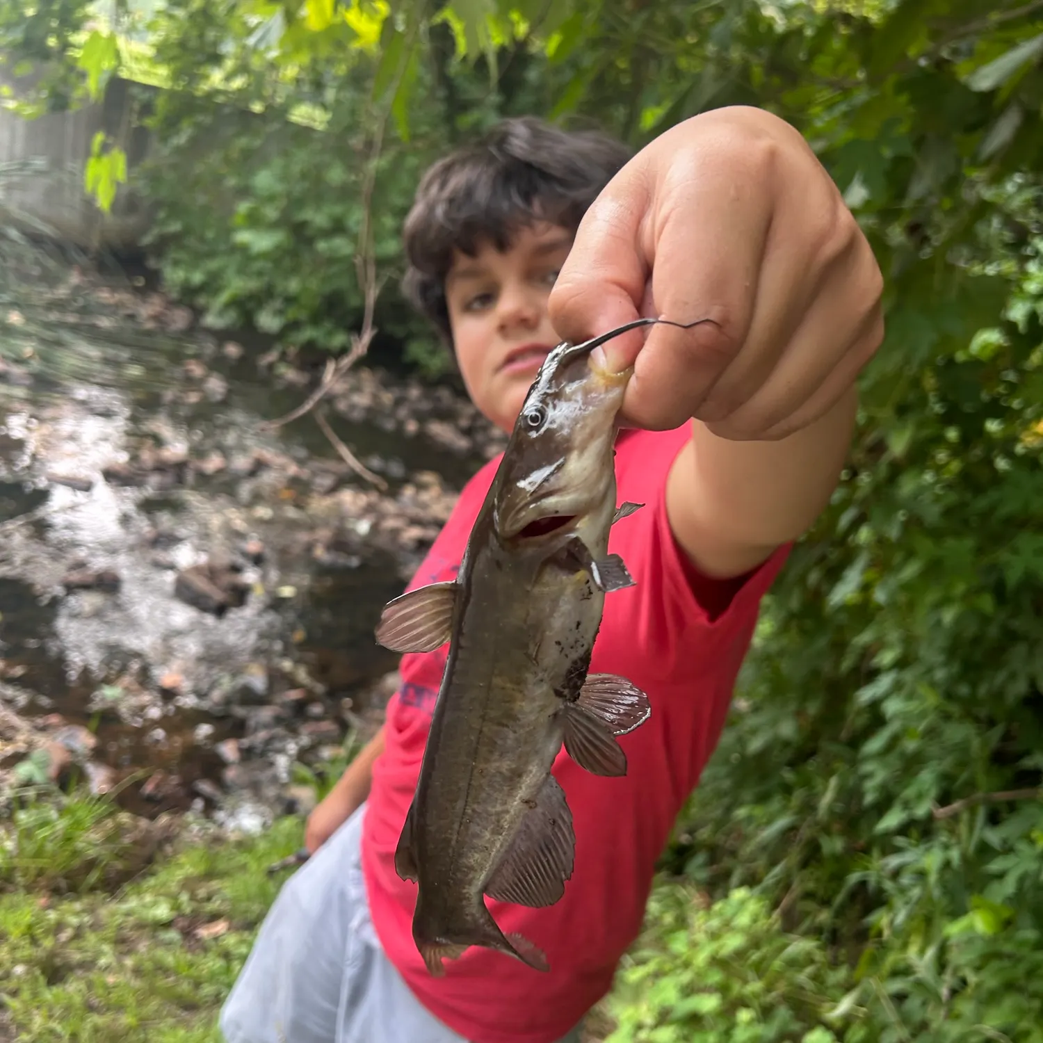Brown bullhead caught on Fishbrain