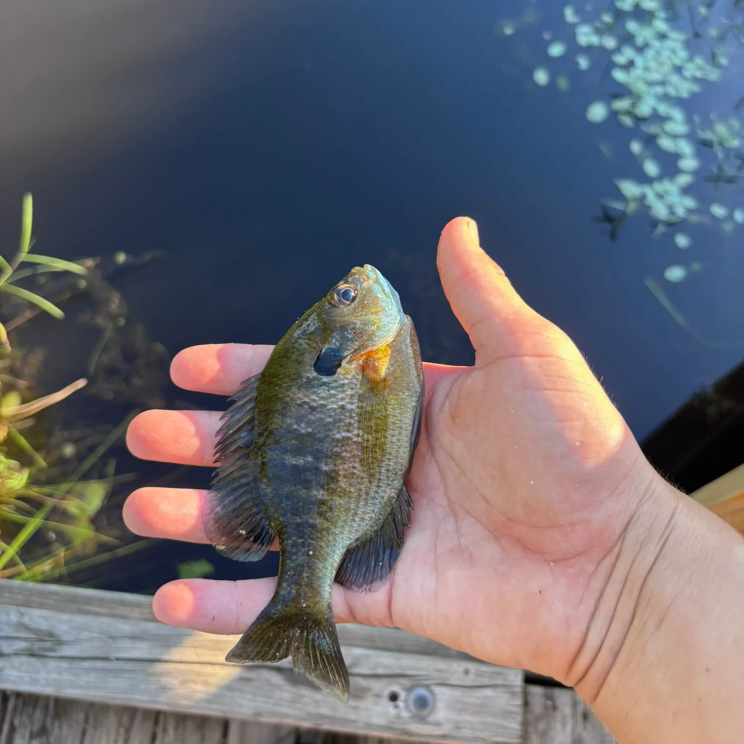 Bluegill caught on Fishbrain