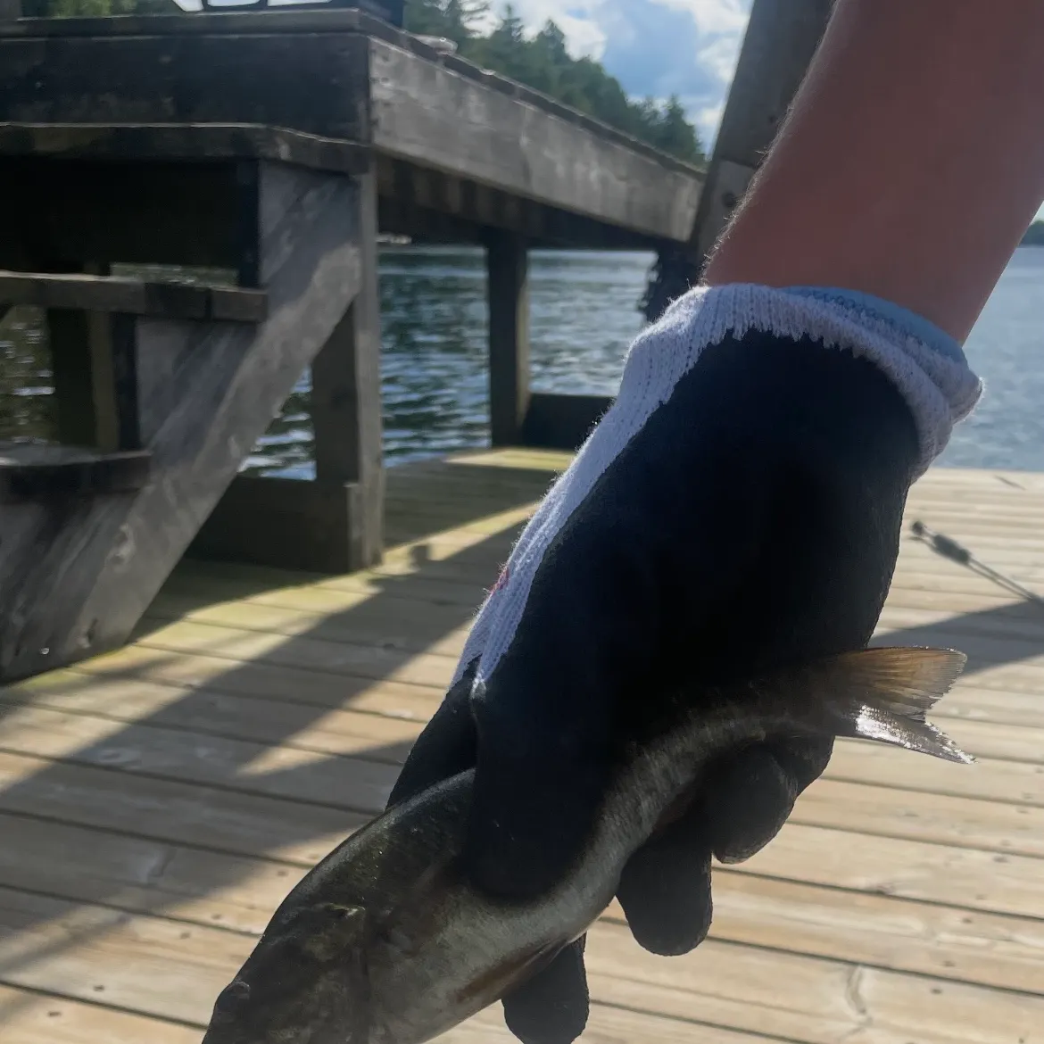 Smallmouth bass caught on Fishbrain