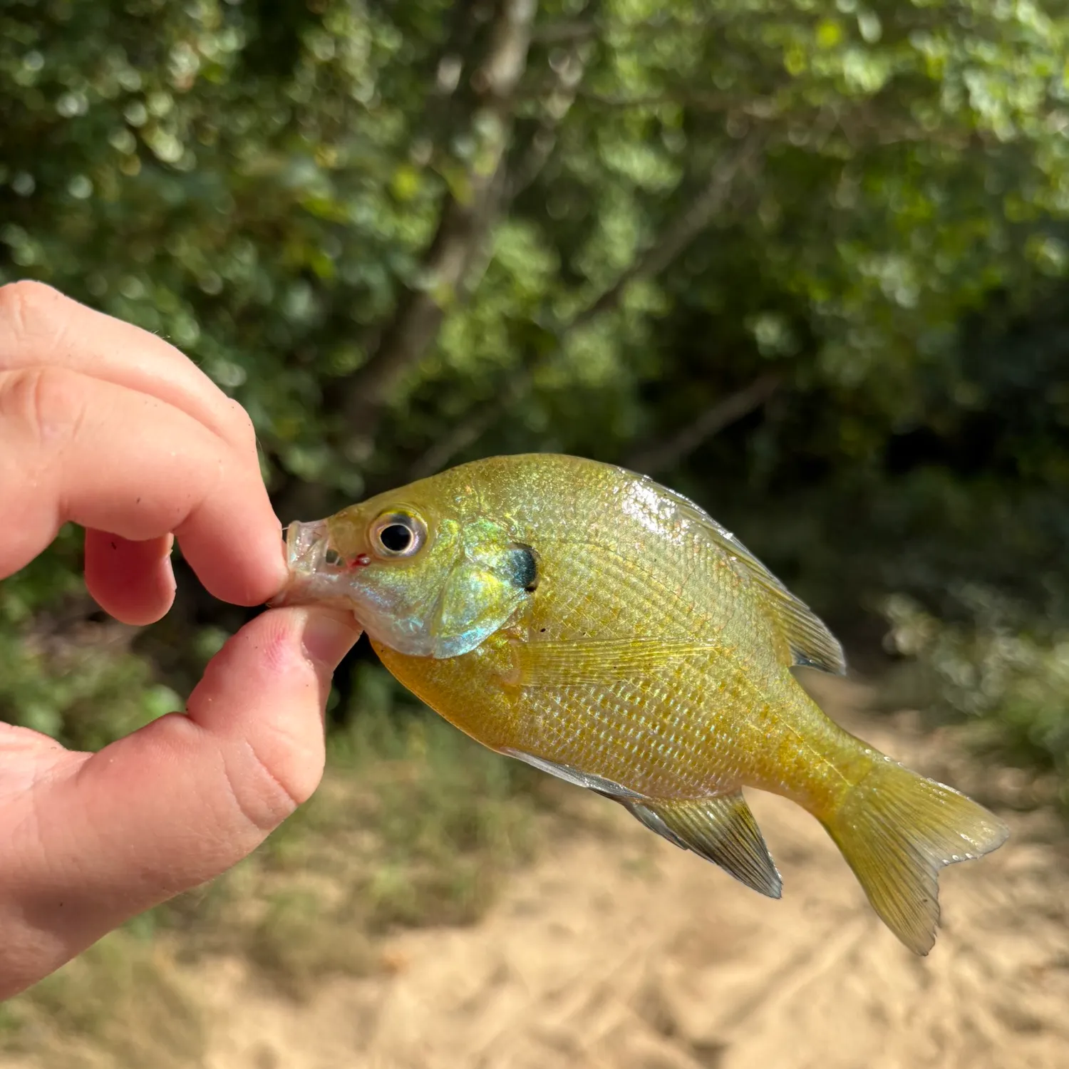 Bluegill caught on Fishbrain