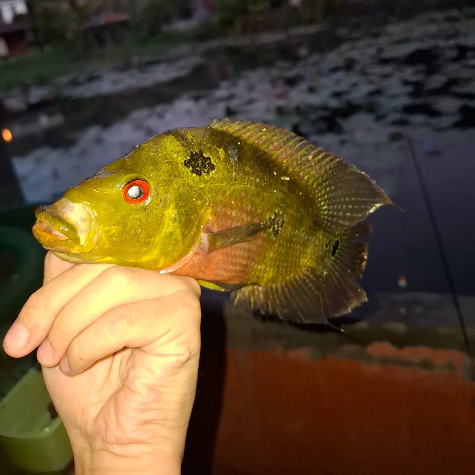 Fish caught on Fishbrain