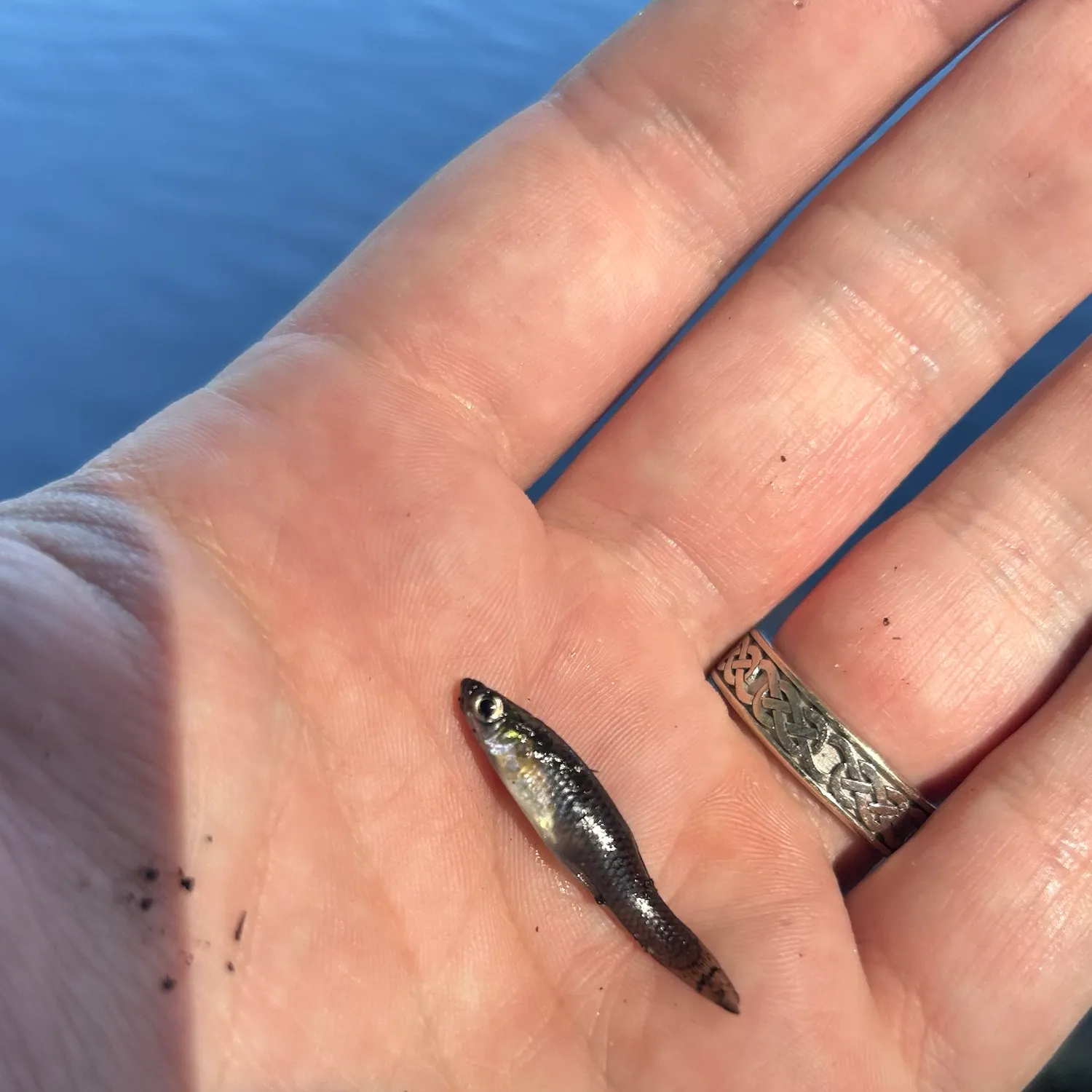 Eastern mosquitofish caught on Fishbrain