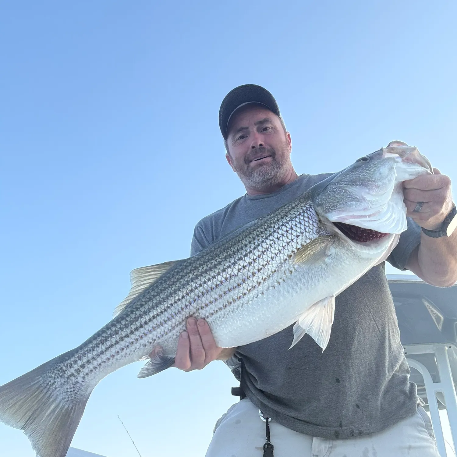 Striped bass caught on Fishbrain
