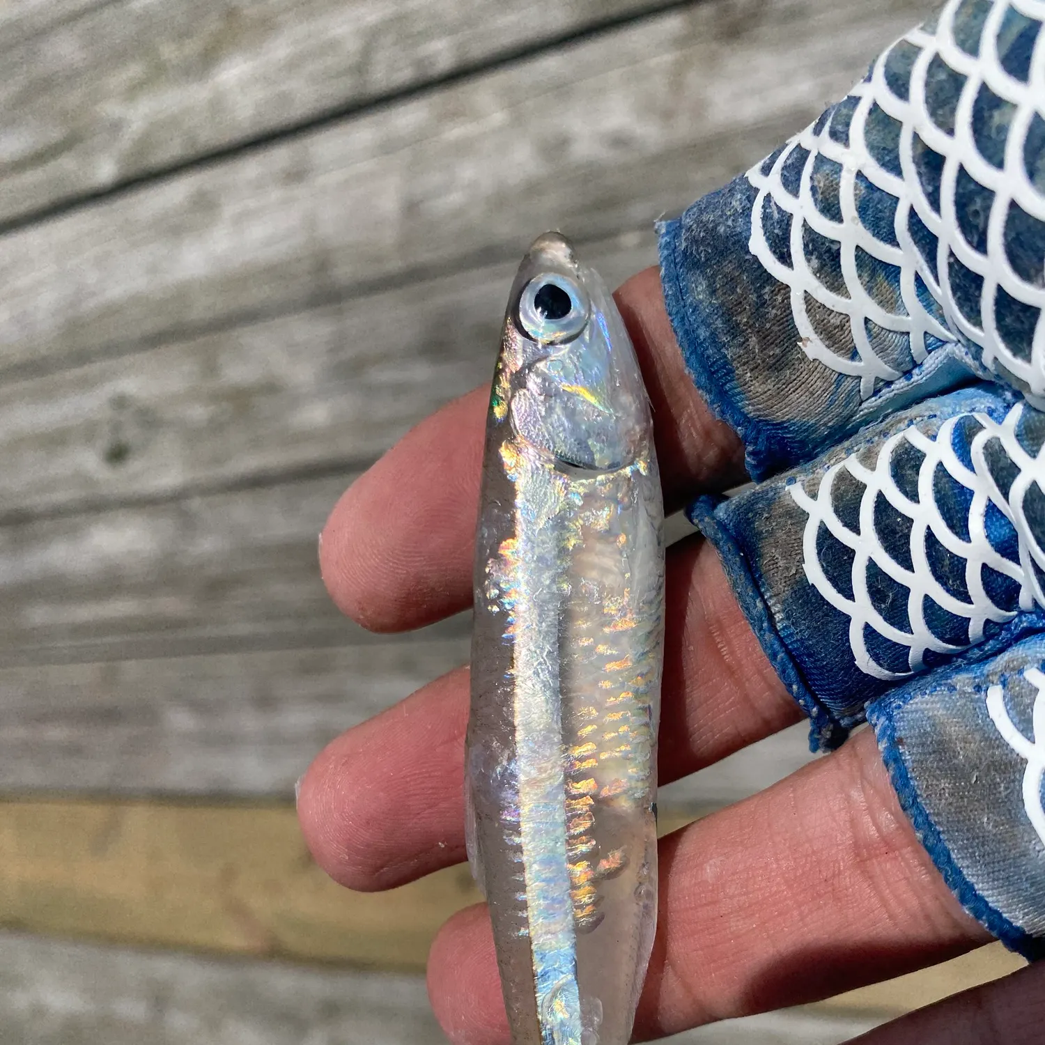 The most recent Broad-striped anchovy catches on Fishbrain