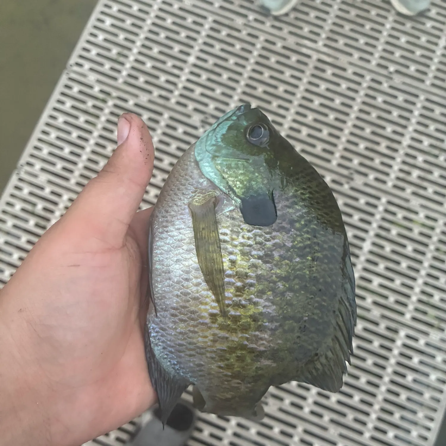 Bluegill caught on Fishbrain