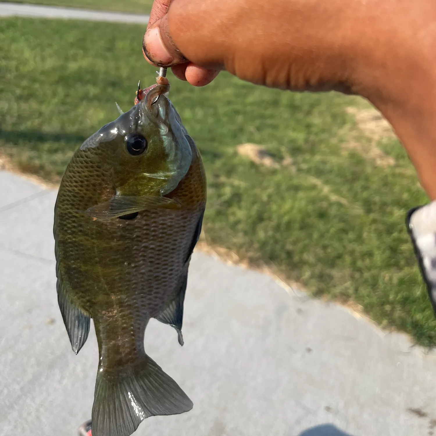 Bluegill caught on Fishbrain