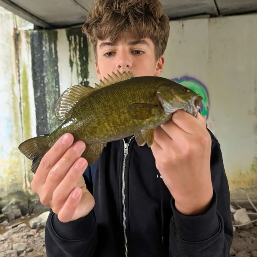 Smallmouth bass caught on Fishbrain
