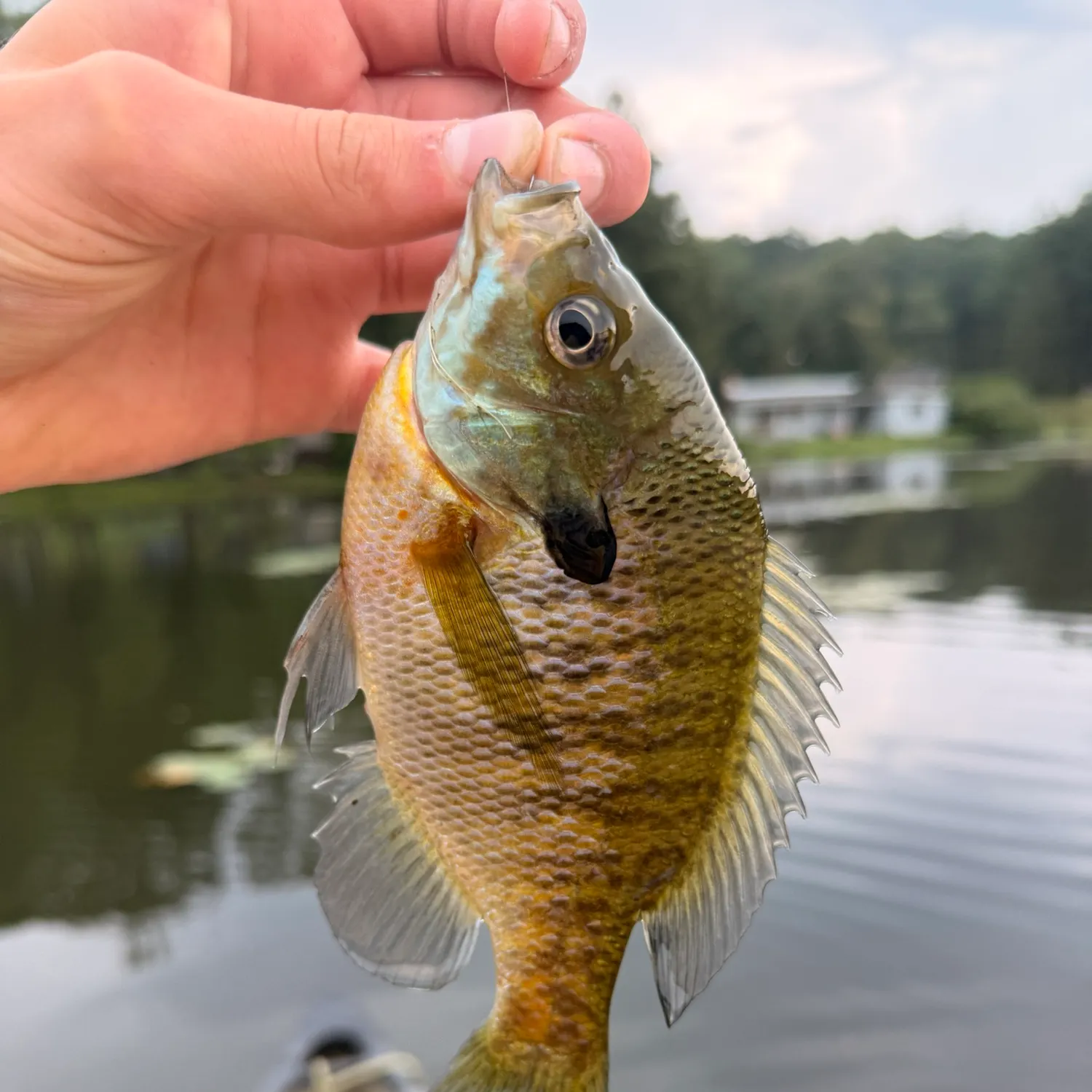 Bluegill caught on Fishbrain