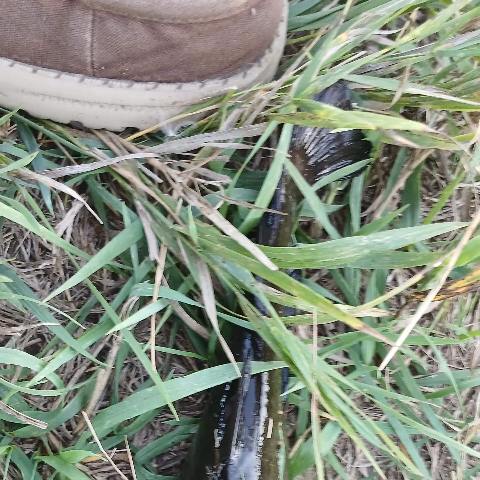 Black bullhead caught on Fishbrain