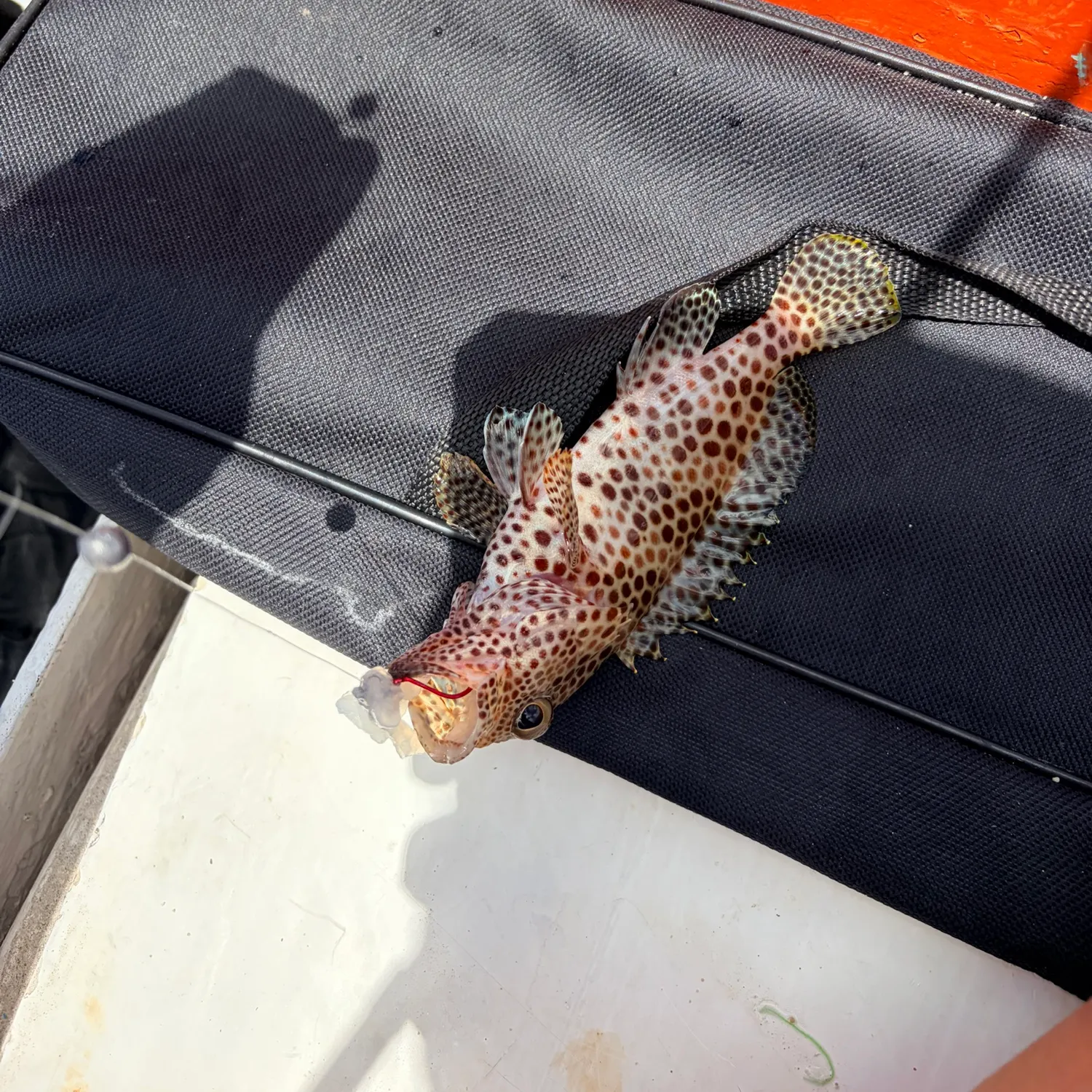 Honeycomb grouper caught on Fishbrain