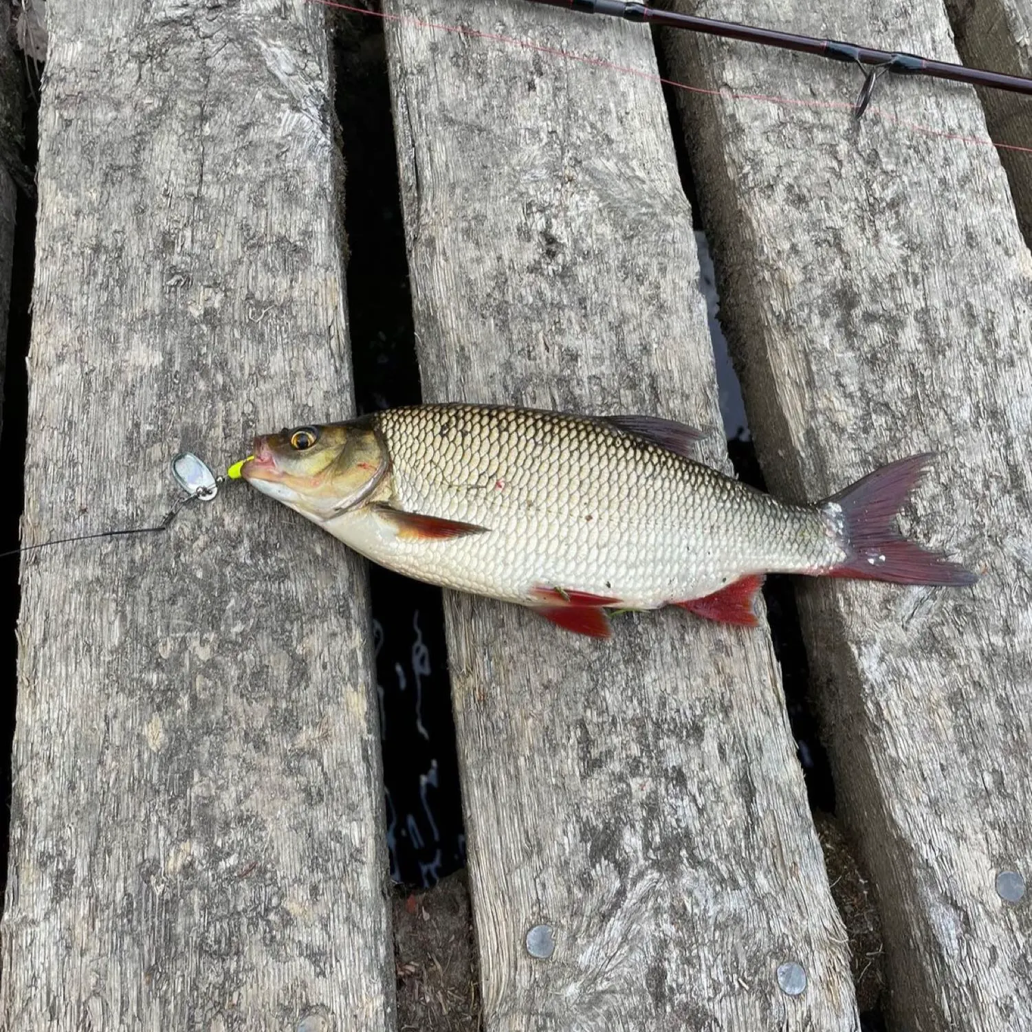 recently logged catches