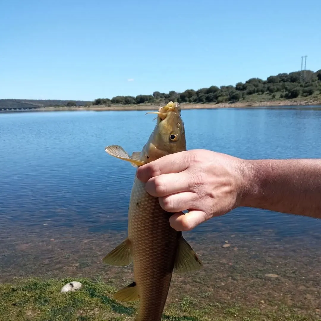 The most recent Common barbel catches on Fishbrain