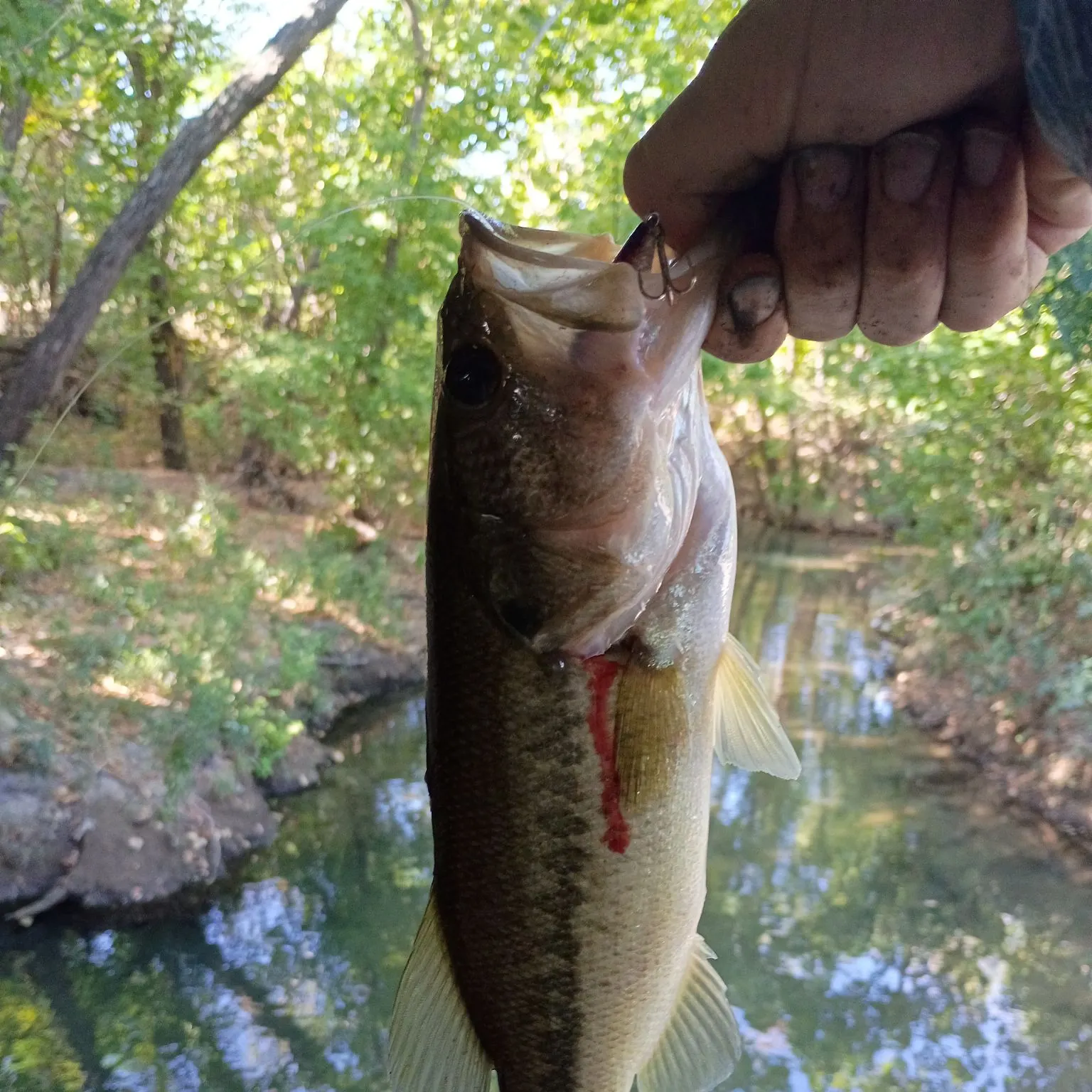 Largemouth bass caught on Fishbrain
