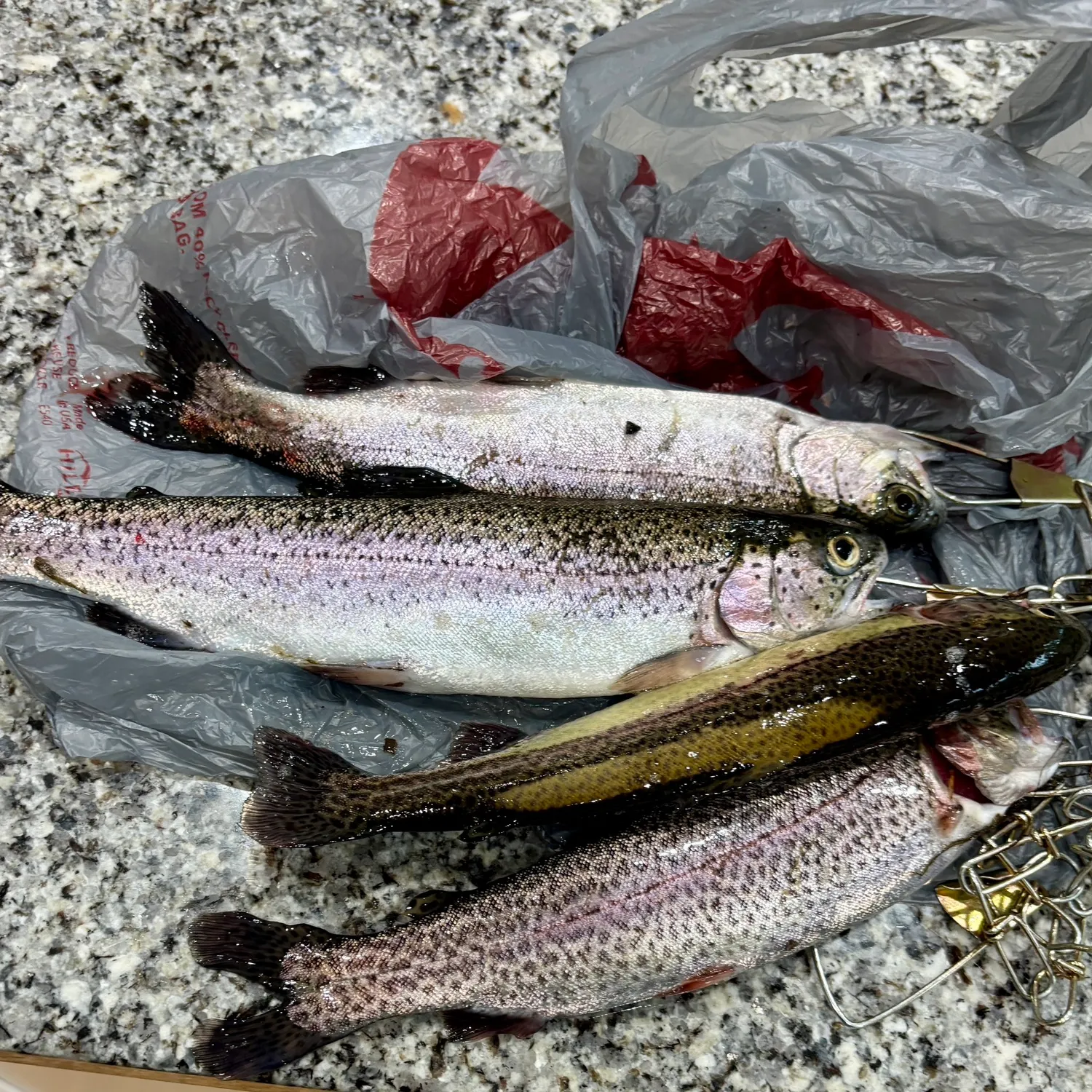 recently logged catches