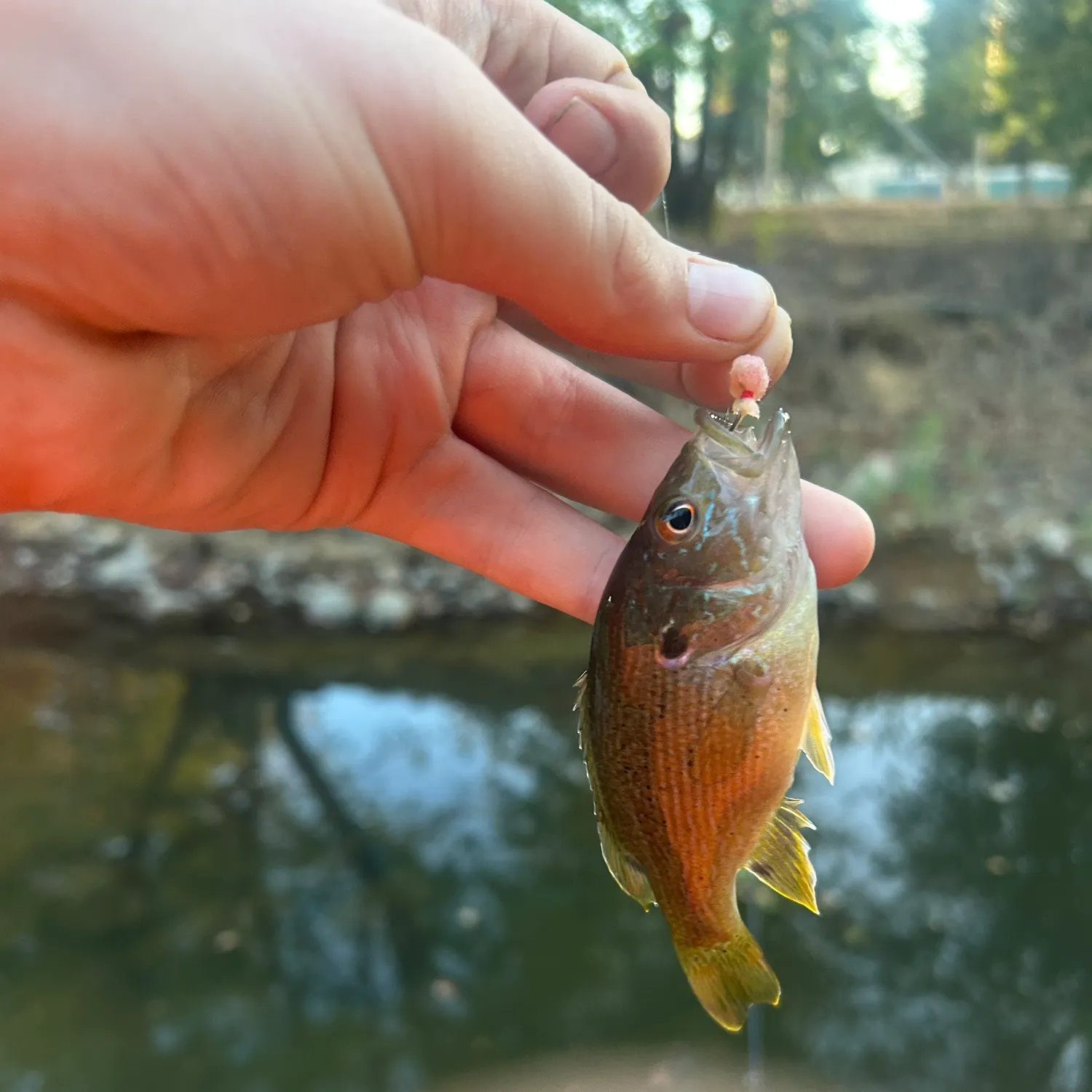Greengill hybrid caught on Fishbrain