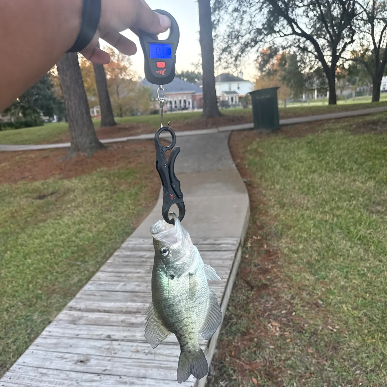 recently logged catches