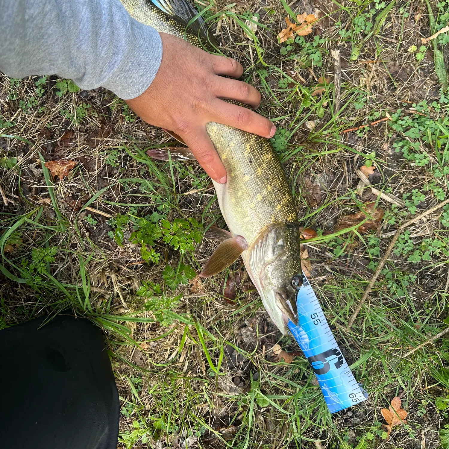 Northern pike caught on Fishbrain