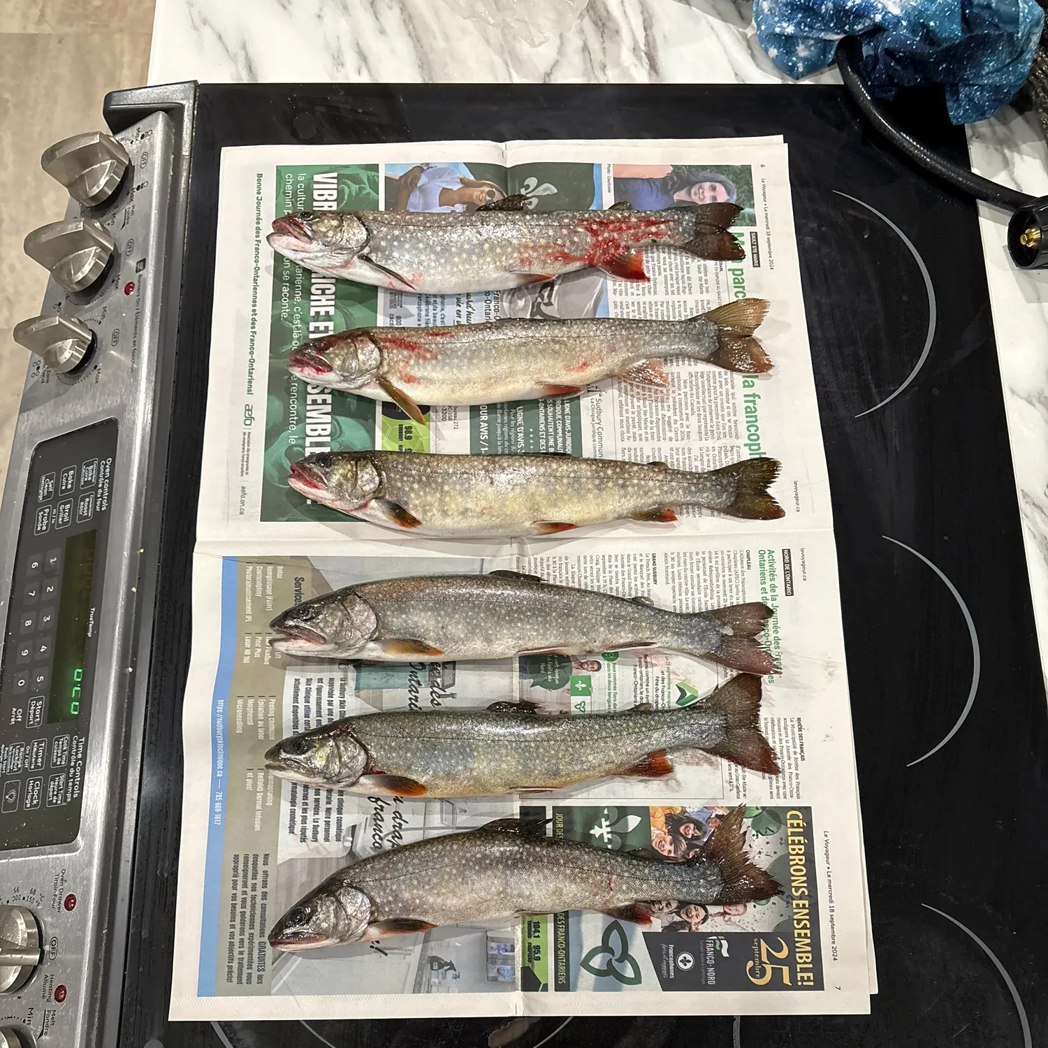 The most recent Splake catches on Fishbrain