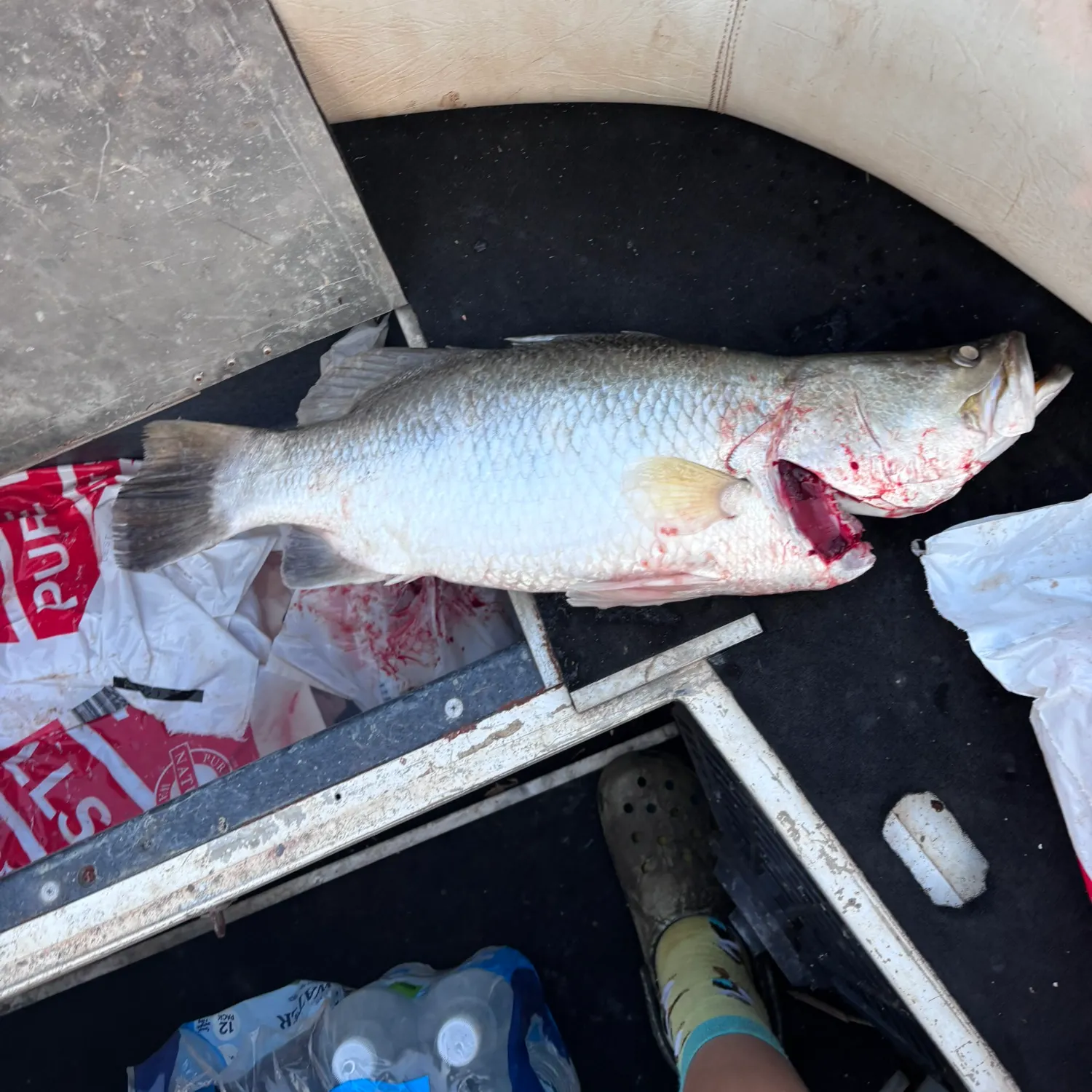 Barramundi caught on Fishbrain