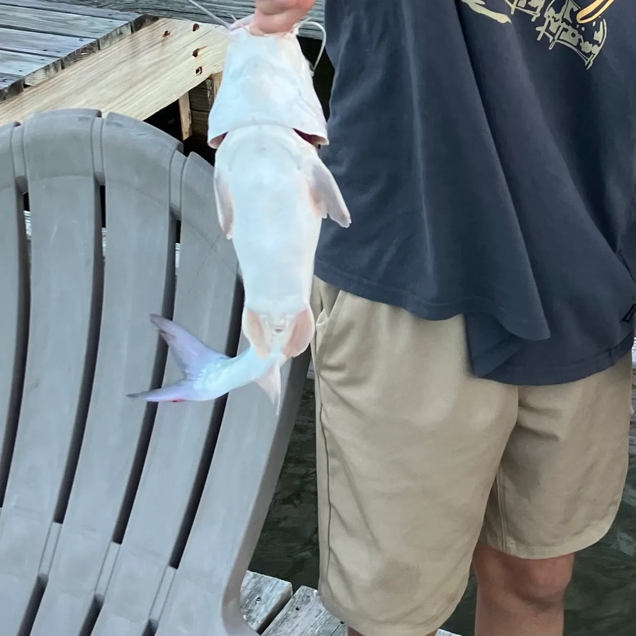 Hardhead sea catfish caught on Fishbrain