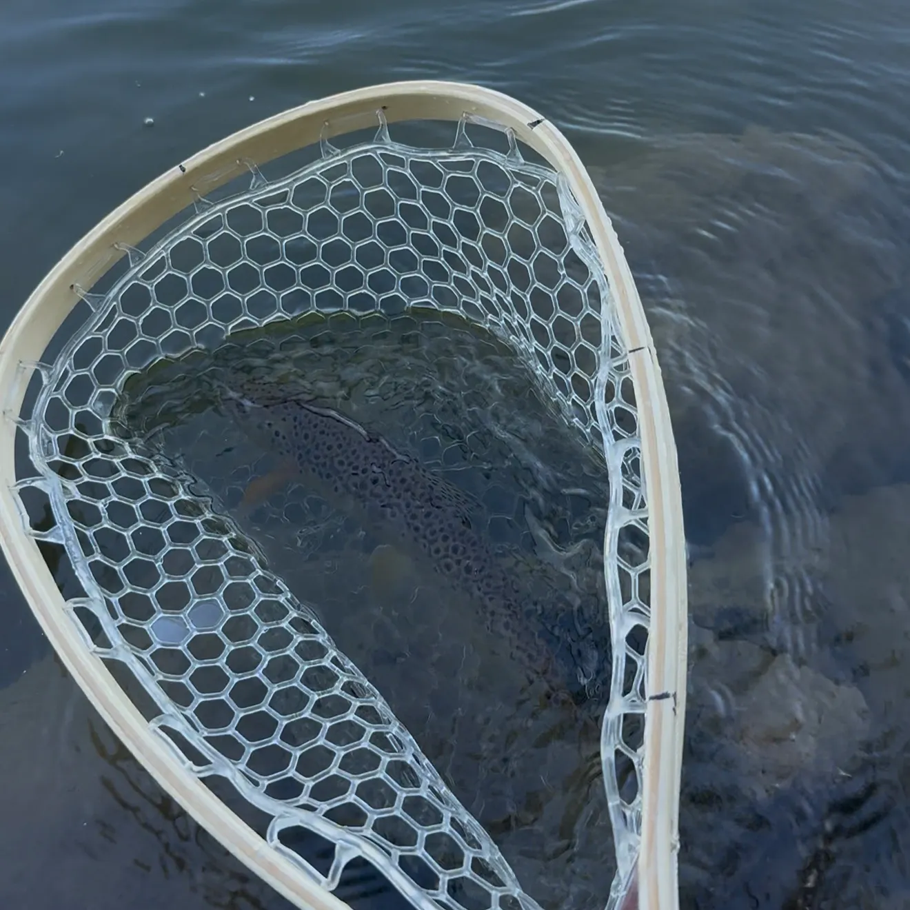 Brown trout caught on Fishbrain