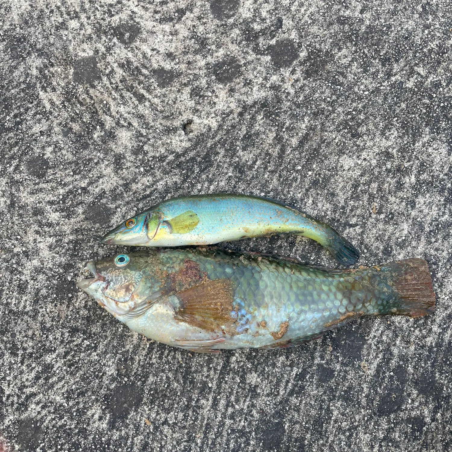 Blue-throated wrasse caught on Fishbrain