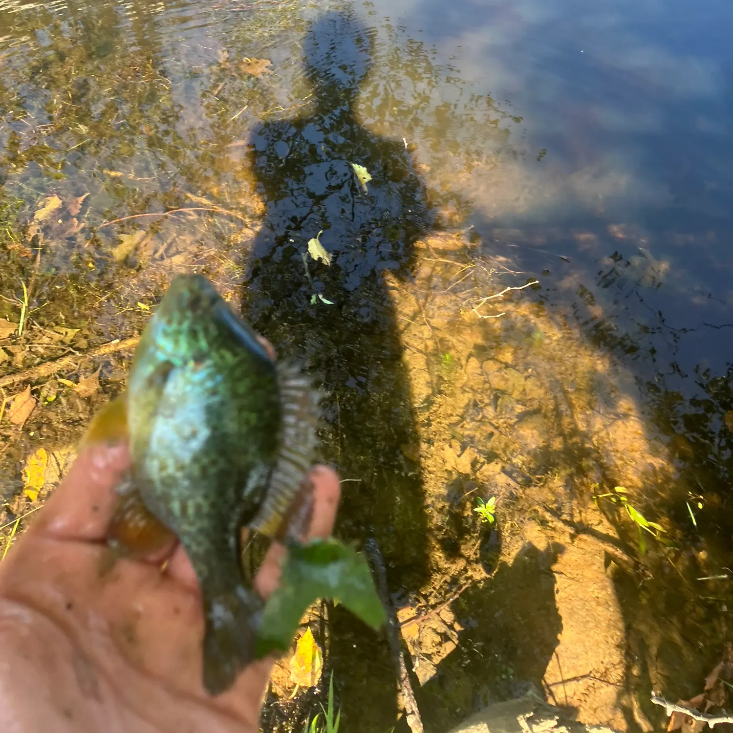 Pumpkinseed caught on Fishbrain