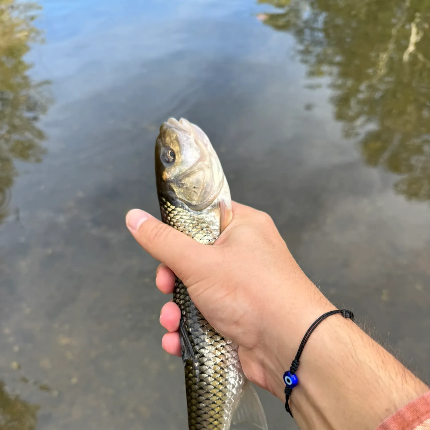Fallfish caught on Fishbrain