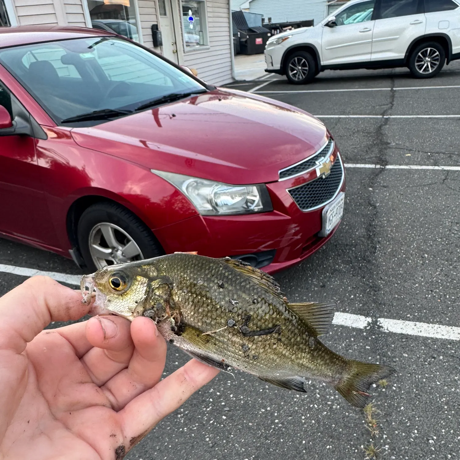 White perch caught on Fishbrain