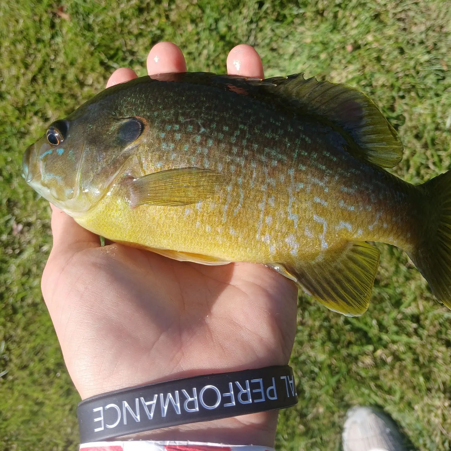 Green sunfish caught on Fishbrain