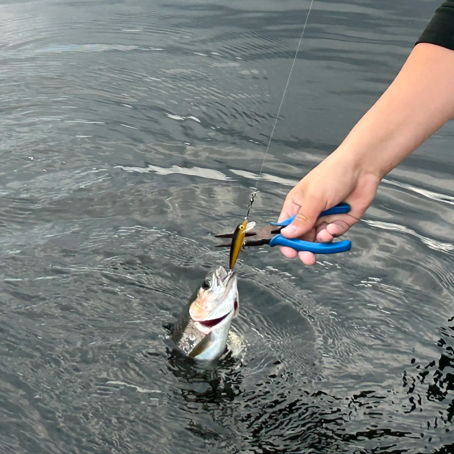 Kamloops trout caught on Fishbrain
