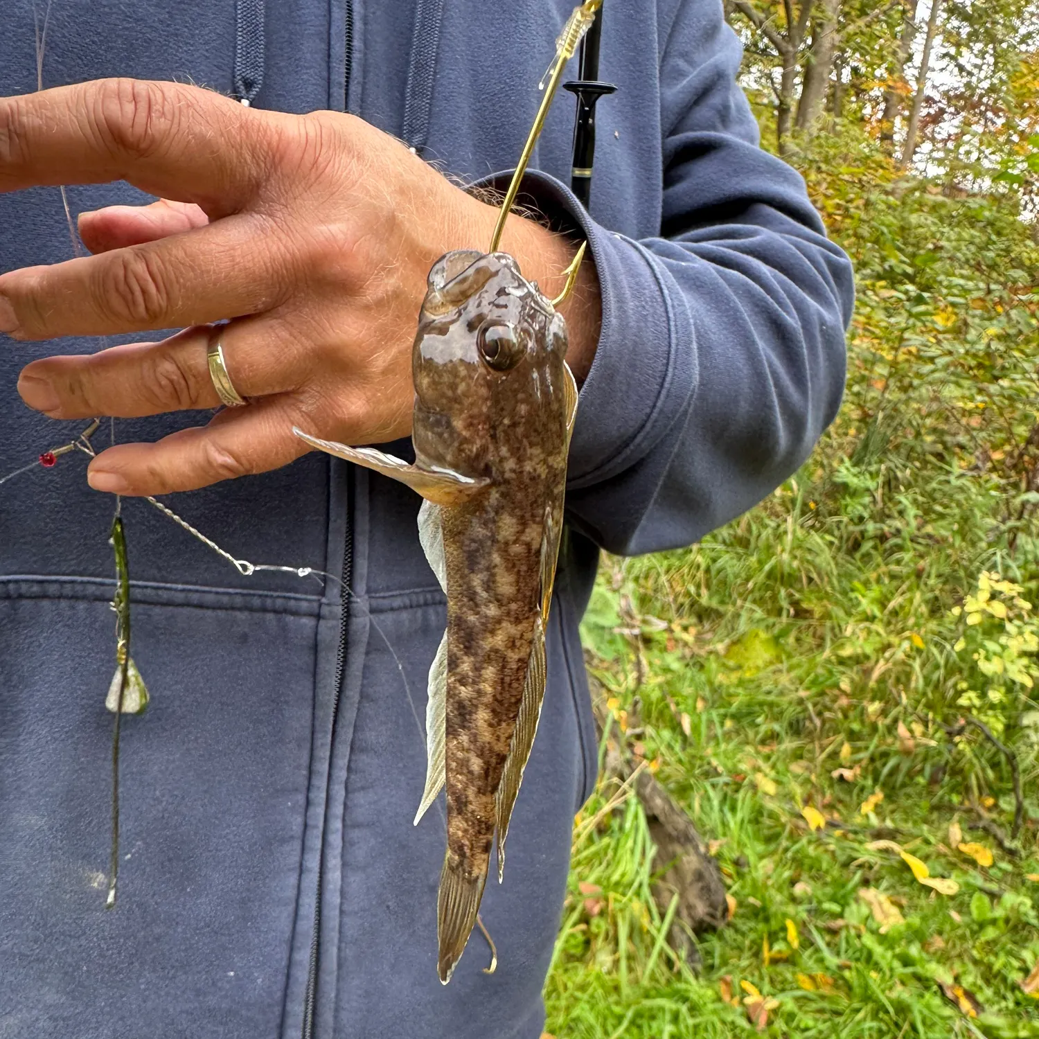 Round goby caught on Fishbrain