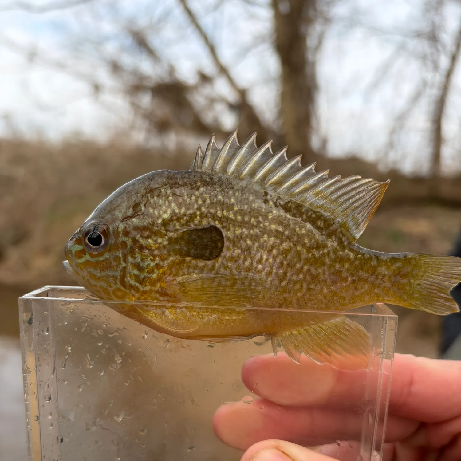 The most recent Longear sunfish catches on Fishbrain