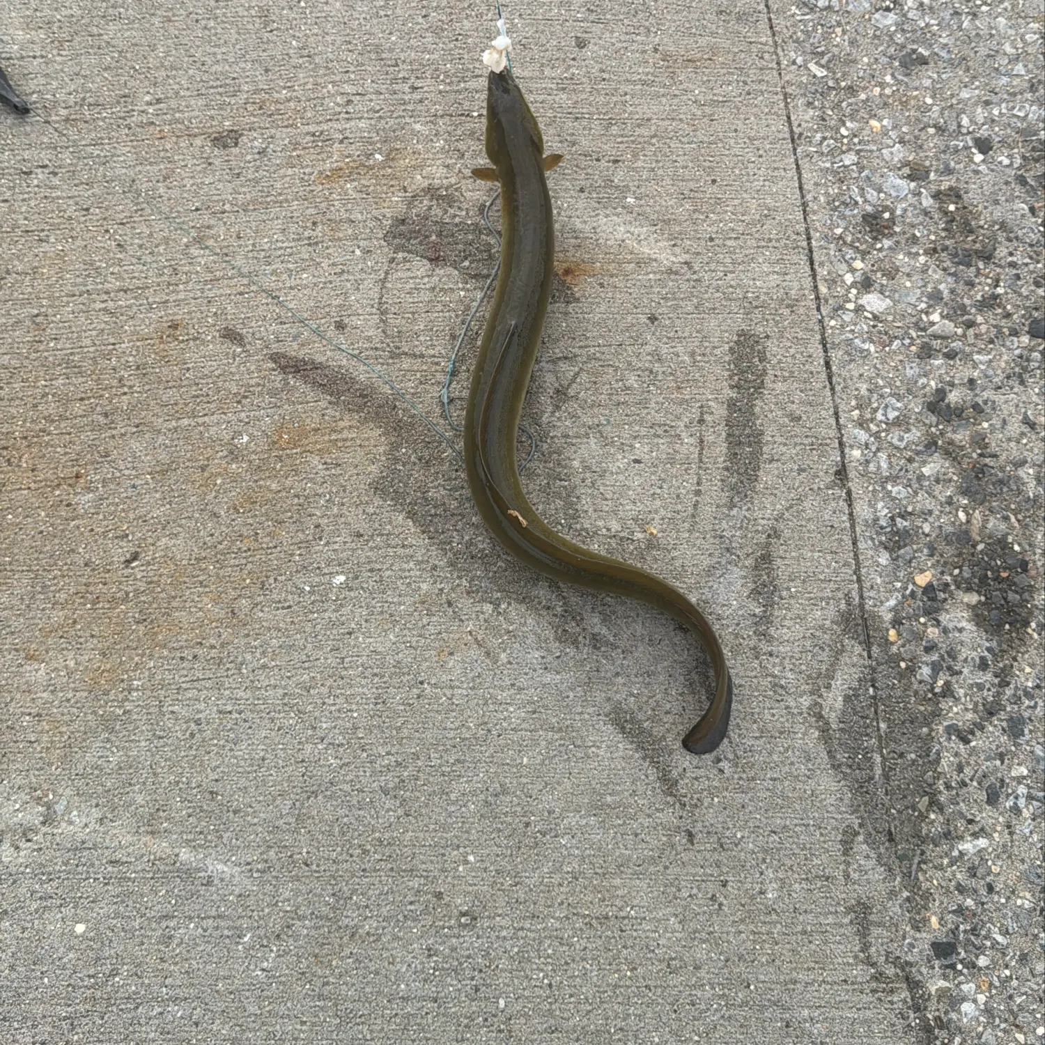 American eel caught on Fishbrain