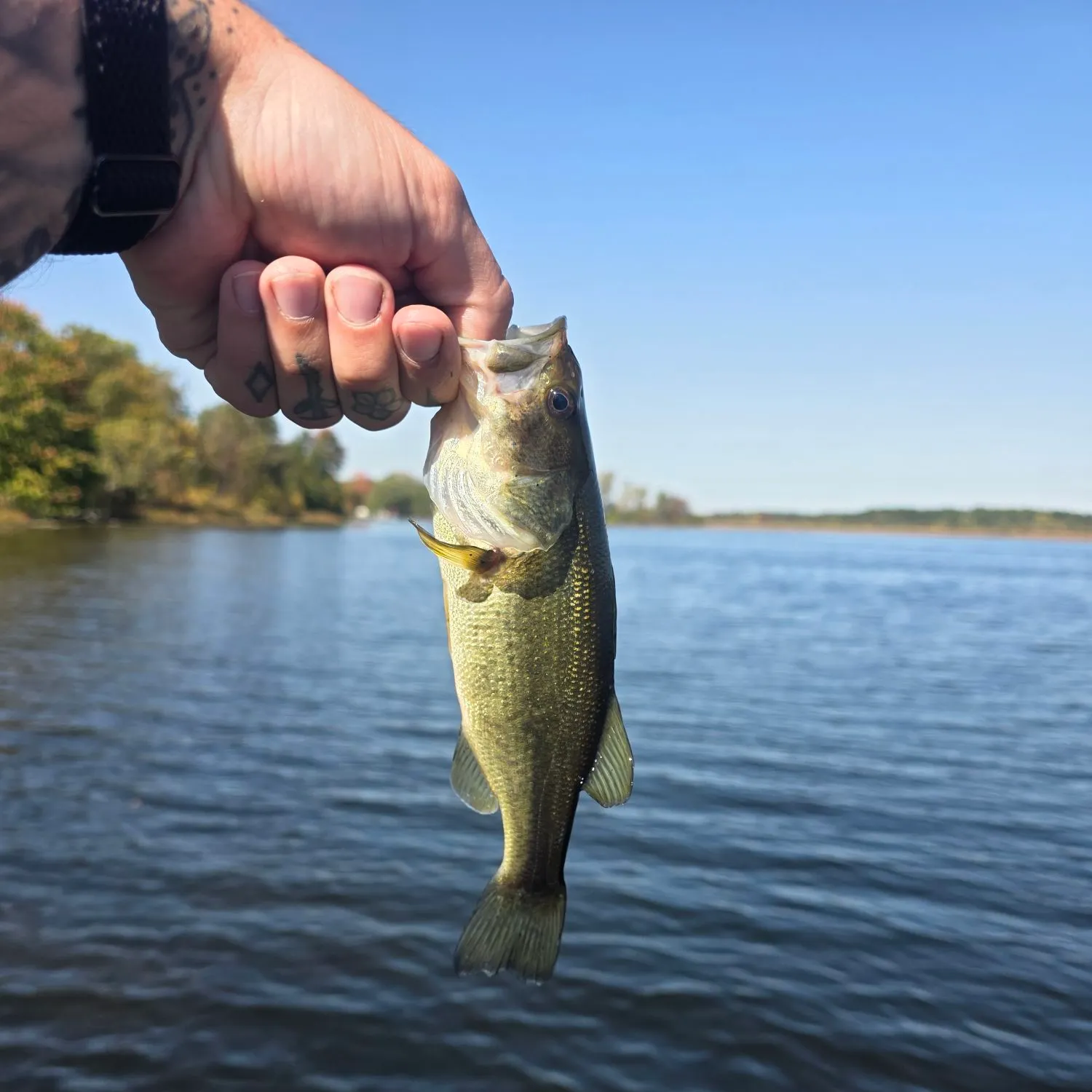 Largemouth bass caught on Fishbrain