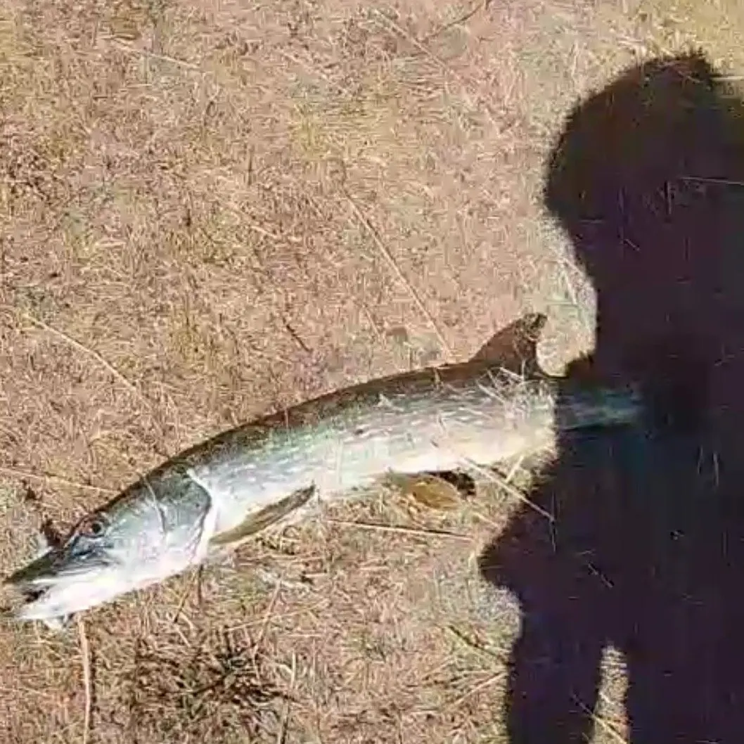Northern pike caught on Fishbrain