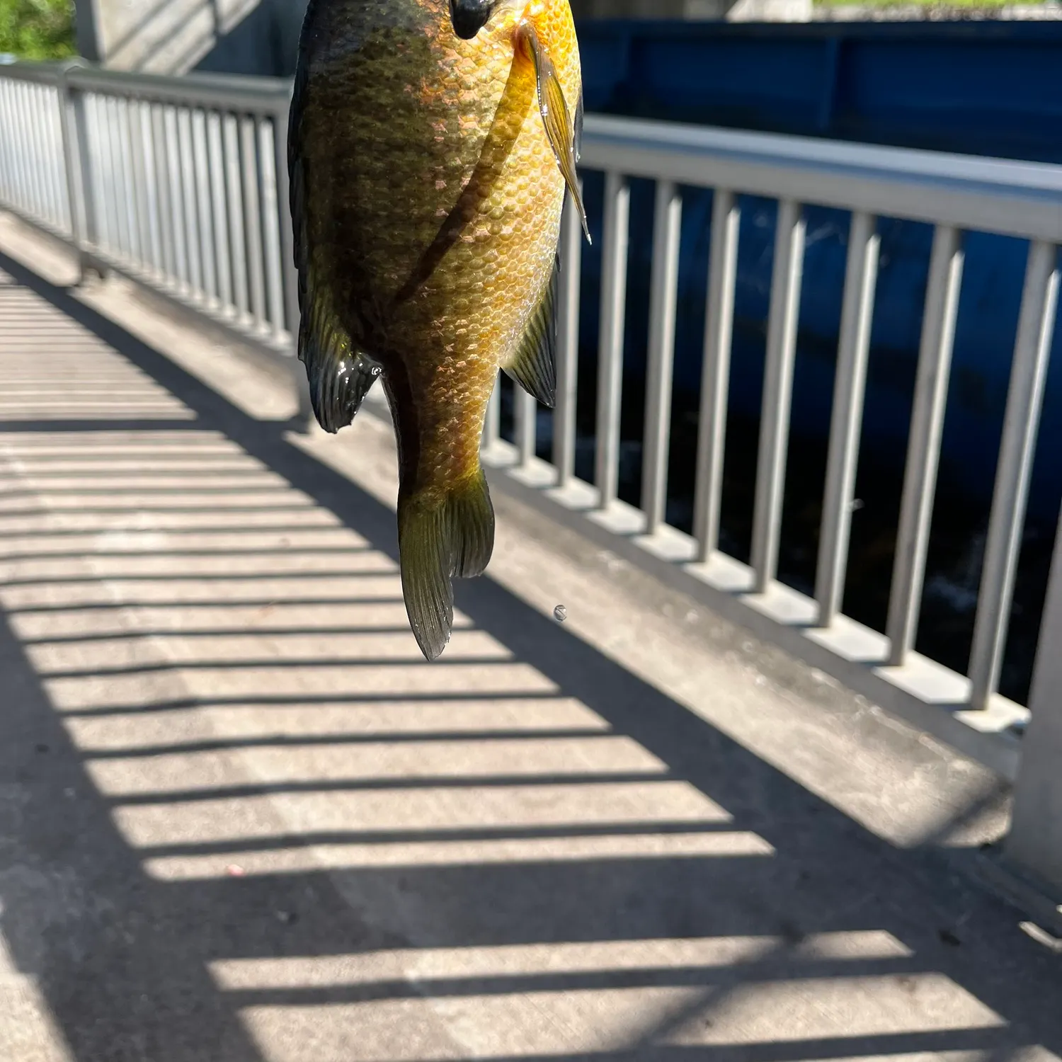 The most recent Bluegill catches on Fishbrain