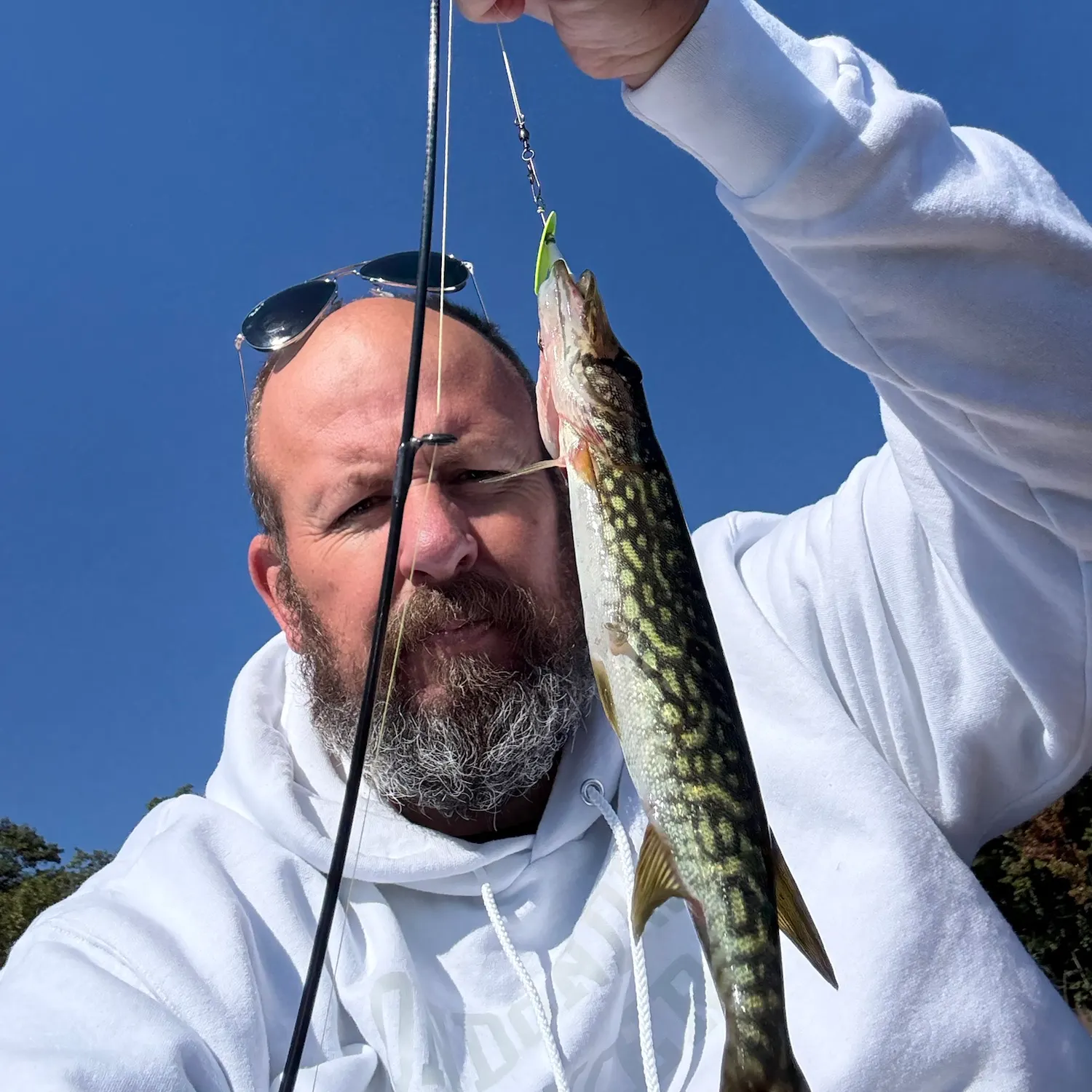 Chain pickerel caught on Fishbrain