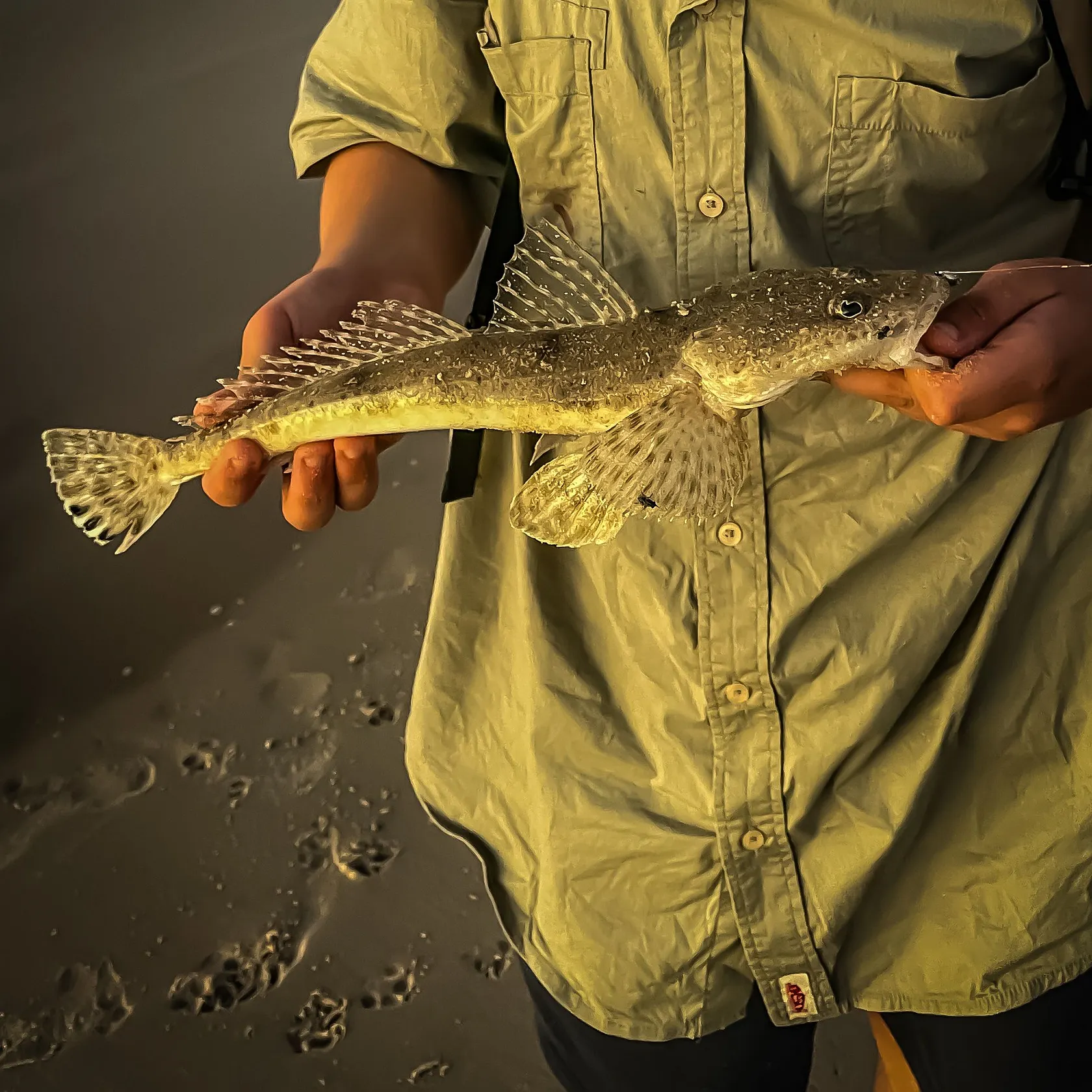 The most recent Blue-spotted flathead catches on Fishbrain