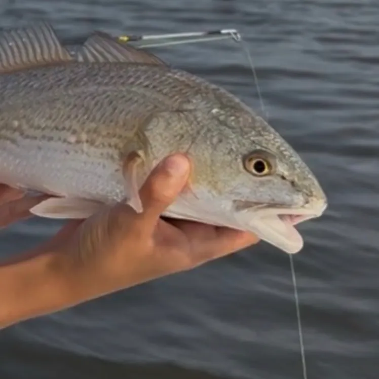 Red drum caught on Fishbrain