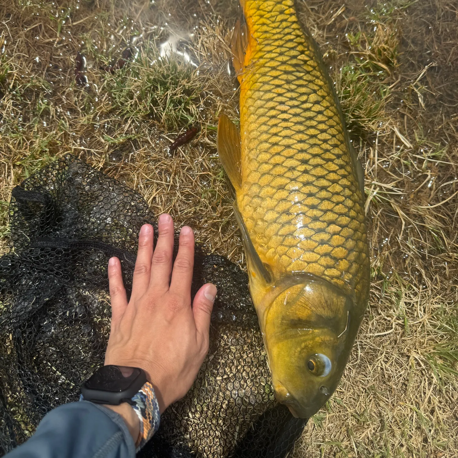 Common carp caught on Fishbrain