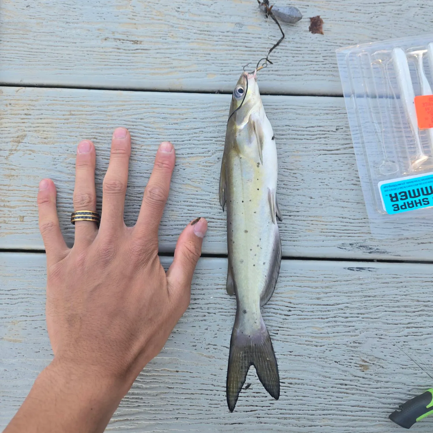 Channel catfish caught on Fishbrain