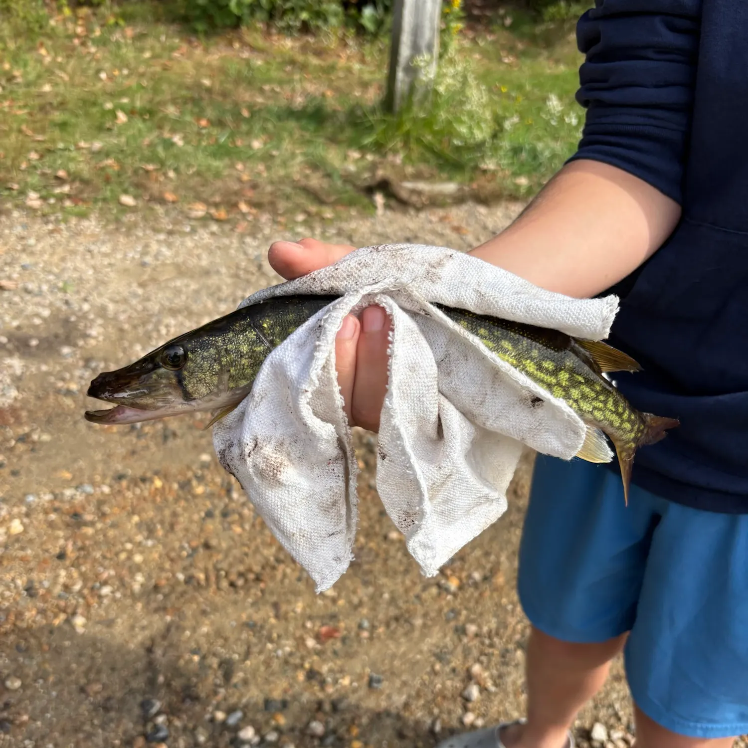 Chain pickerel caught on Fishbrain