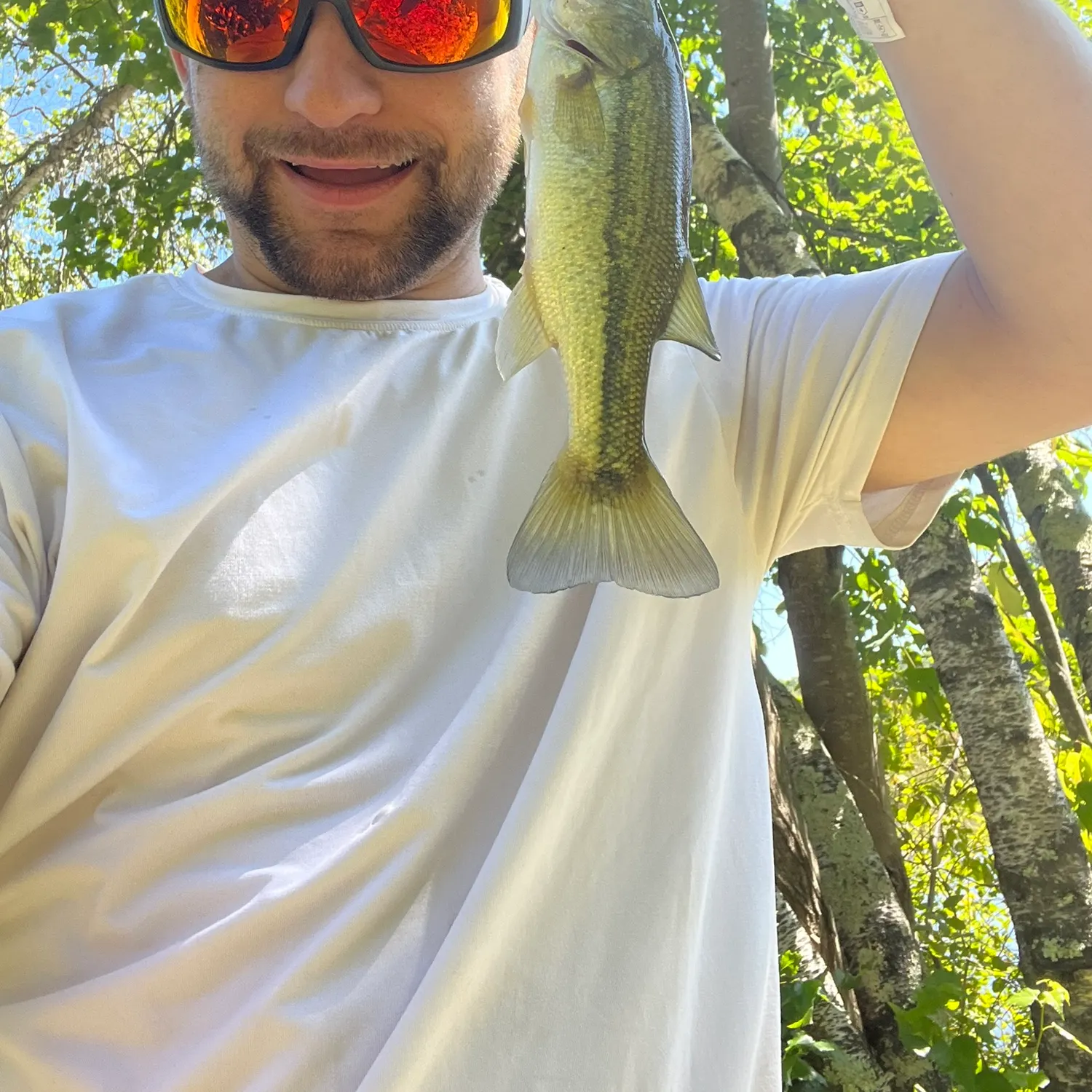 Largemouth bass caught on Fishbrain