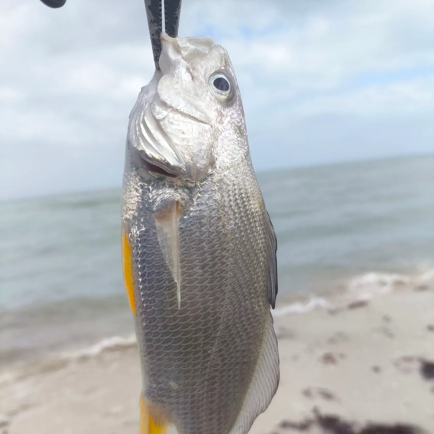 The most recent Silver perch catches on Fishbrain