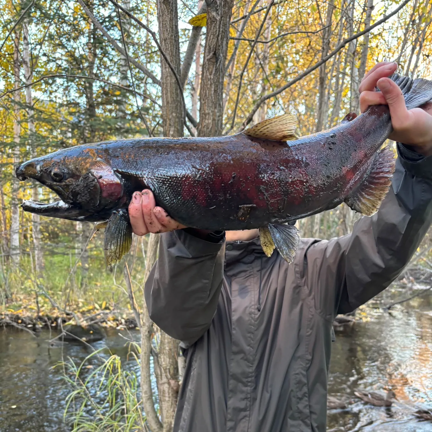 Coho salmon caught on Fishbrain