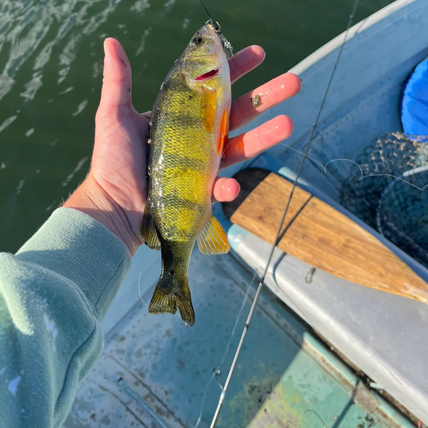 Yellow perch caught on Fishbrain