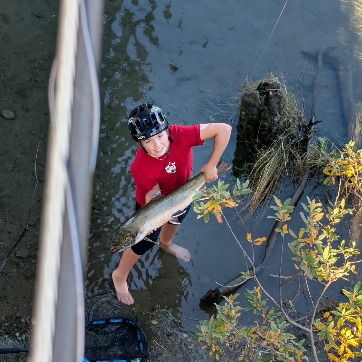 Bull trout caught on Fishbrain