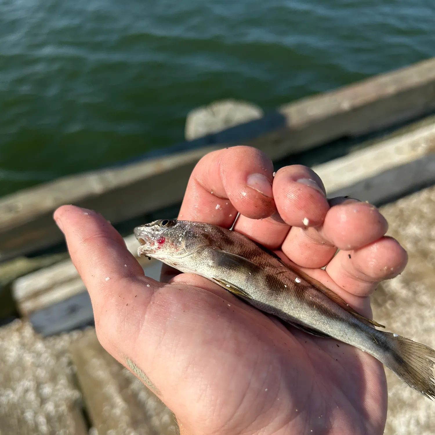 The most recent Northern kingcroaker catches on Fishbrain